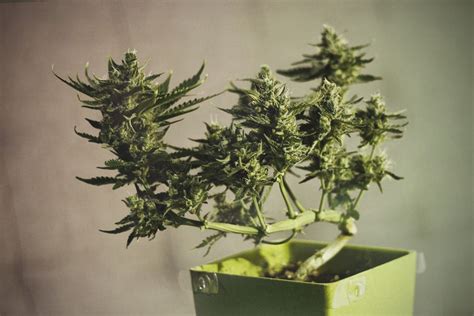 grow  marijuana bonsai rqs blog