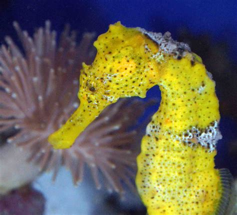 divine nature yellow seahorse