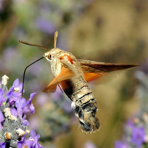 hummingbird hawk moth juzaphoto