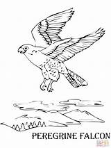 Falcon Coloring Peregrine Designlooter Flying sketch template