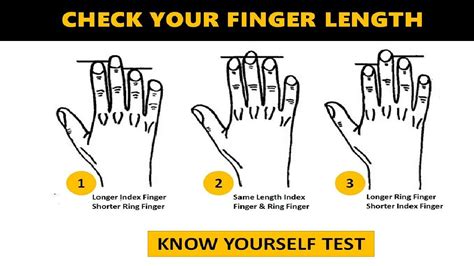 Know Yourself Test Your Finger Length Reveals Your True Personality Traits