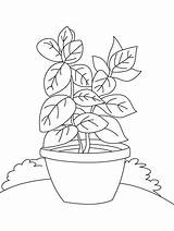 Plant Coloring Plants Pages Kids Colouring Printable Sheets Preschoolers Earth Gaddynippercrayons sketch template