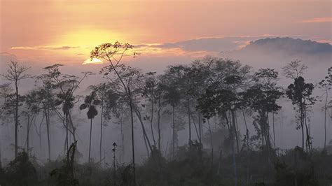 peru rainforest sunset sunrise mist forest amazon wallpapers hd desktop  mobile
