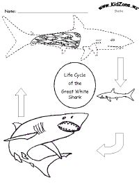 shark activities