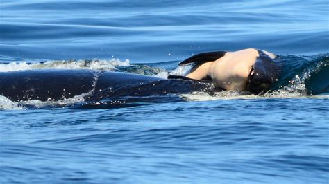 grieving orca carries dead calf for more than 3 days ‘she s just not