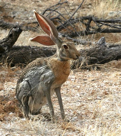antelope jackrabbit