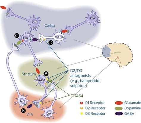 dopamine receptors   brain