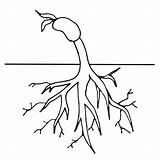 Plant Coloring Clipart Cycle Roots Life Worksheet Growing Tree Clip Colouring Bean Drawing Pages Cliparts Plants Simple Sheet Flower Gif sketch template