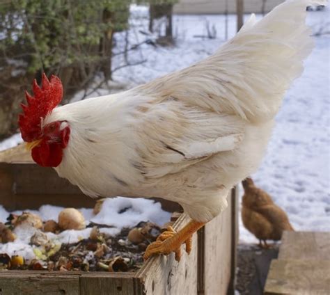 winter chicken keeping mistakes  avoid  season backyard