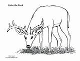 Deer Buck Coloring Pages Male Big Realistic Hunting Color Printable Monster Pdf Nature Getcolorings Template Print sketch template