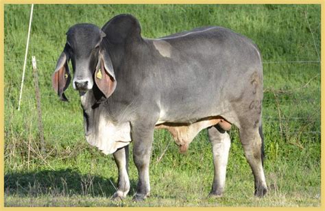indu brasil cattle butler farms home  great brahman  cebu cattle