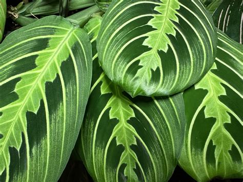 Maranta Green Care Guide Tips For Happy Prayer Plants