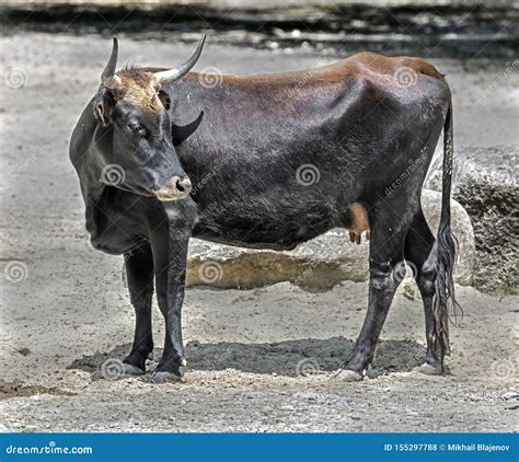 aurochs   stock photo image  milk ruminant manure