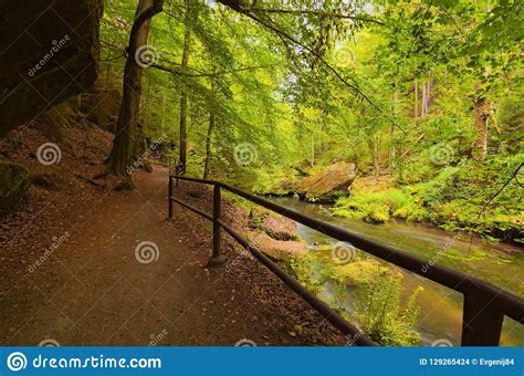narrow and winding hiking trail near flowing kamenice