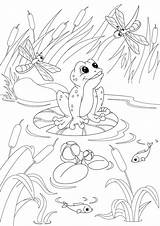 Pond Coloring Pages Duck Wood Ecosystem Fish Drawing Color Poker Getdrawings Getcolorings Printable Print Colorings Vector sketch template