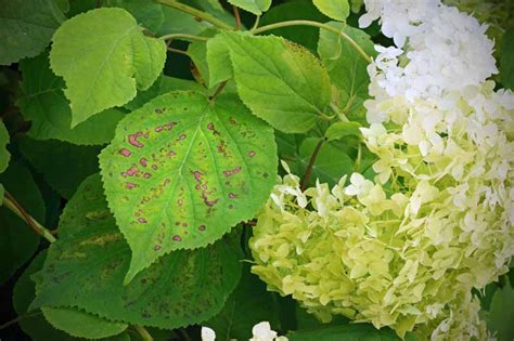 how to identify and treat hydrangea diseases gardener s path