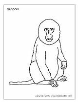 Baboon Printable Coloring Pages Choose Board sketch template