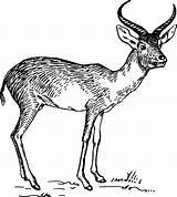 Antelope Antilope Gazelle Pronghorns Wildebeest Deer Dear I2clipart Designlooter Onlinelabels Webstockreview Colorier sketch template