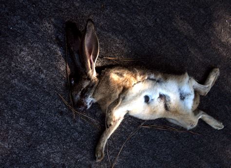 bunnies  killing