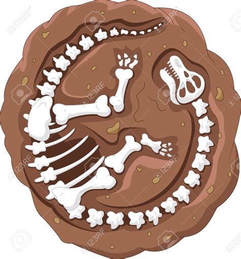 fossil clipart   cliparts  images  clipground