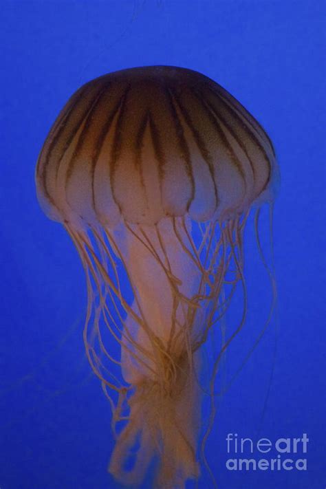 sea shroom photograph  amazing jules pixels