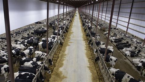massive dairy farms  locals debate
