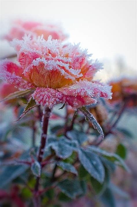 Beauty Of Frozen Flowers