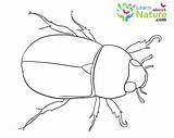 Beetle Coloring Color Pages Beetles sketch template