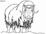 Musk Ox Coloring Arctic Tundra Pages Animals Color Getcolorings Dltk Ki sketch template