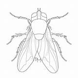 Fly Domestica Musca Insect Realistic sketch template