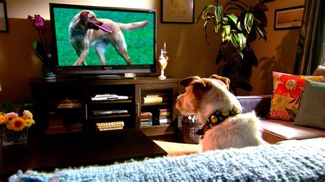 dogs love watching tv  youtube