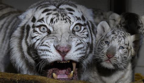 foto harimau putih gambar harimau putih tidur hewan langka