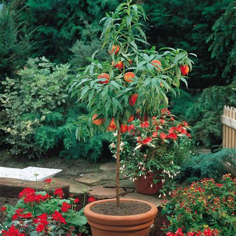 cheap dwarf fruit tree nurseries find dwarf fruit tree nurseries deals