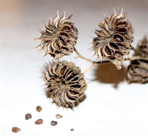 velvetleaf seeds ripen  fall wildeherbcom