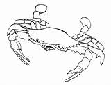Coloring Pages Crab Crabs Sebastian Printable Blue Beach Kids Hermit Colouring Clipart Template Print Color Horseshoe Iditarod Drawing Getcolorings Getdrawings sketch template