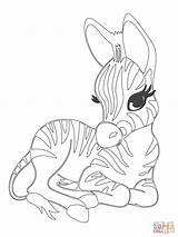 Zebra Coloring Baby Pages Cute Printable Animals Animal sketch template