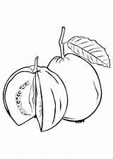 Coloring Pages Guava Fruits Fruit Kidipage sketch template