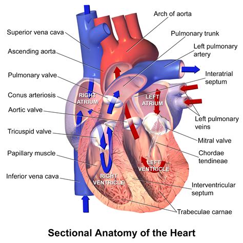 fileblausen  heart sectionalanatomypng