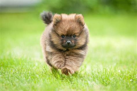 worlds smallest dog breeds   dog breeds cute animals puppies small dog breeds