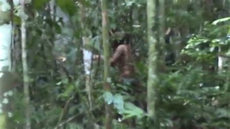 Tribe’s Lone Survivor Glimpsed In Amazon Jungle Healthy And At Work