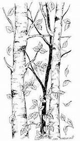 Tree Clipart Birch Coloring Pages Rubber Drawing Stamp Leaves Paper Engraving Book Christmas Colouring Leaf Trees Falling Northwoods Franticstamper Crafts sketch template