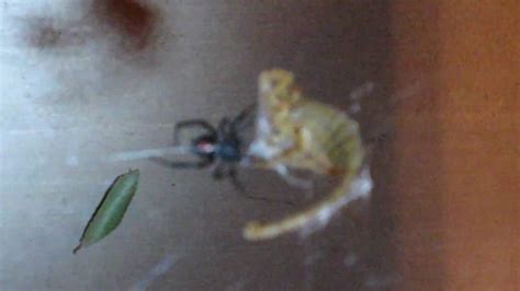 Black Widow Spider Vs Scorpion Youtube