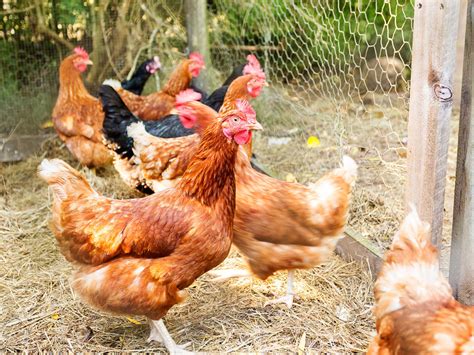 how to keep backyard chickens au