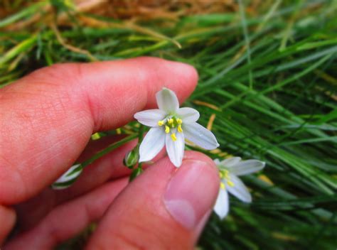 small white flowers  grass early spring goimages world