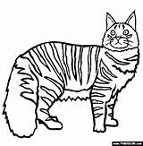 Maine Coon Thecolor sketch template