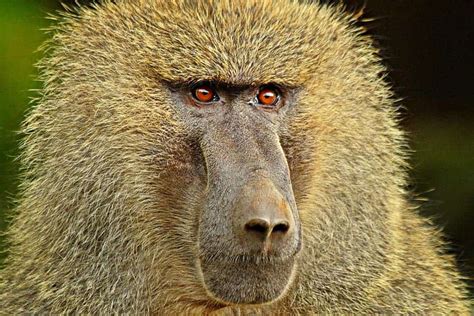 earliest baboon    cave littered  hominid fossils
