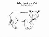 Animals Wolf Arctic Coloring Kids sketch template
