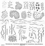 Mikroskopie Quagga Wählen Ausführung sketch template