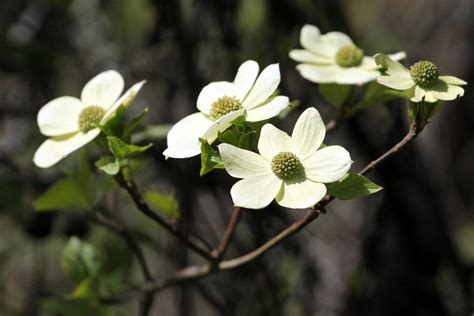 flowering dogwood tree facts gardenerdy