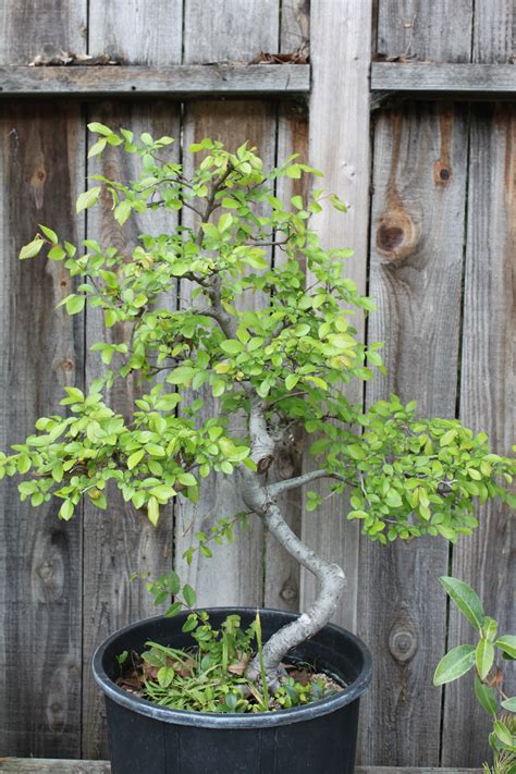 chinese elm bonsai kuromatsubonsaicom